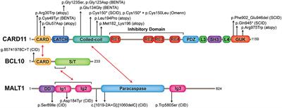 The CBM-opathies—A Rapidly Expanding Spectrum of Human Inborn Errors of Immunity Caused by Mutations in the CARD11-BCL10-MALT1 Complex